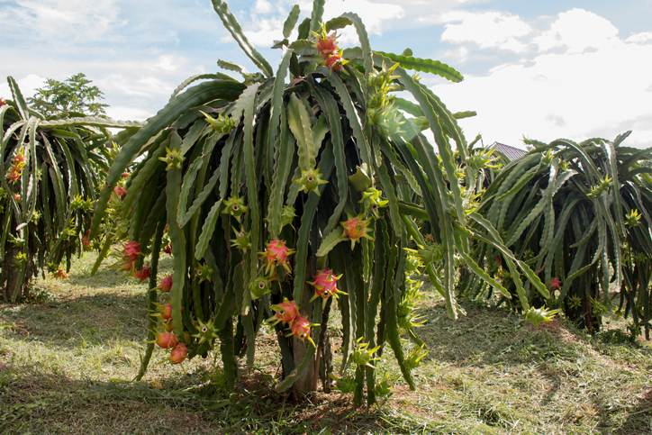 frutto del cactus pitahaya